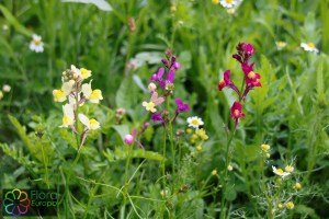 linaria_maroccana (9)